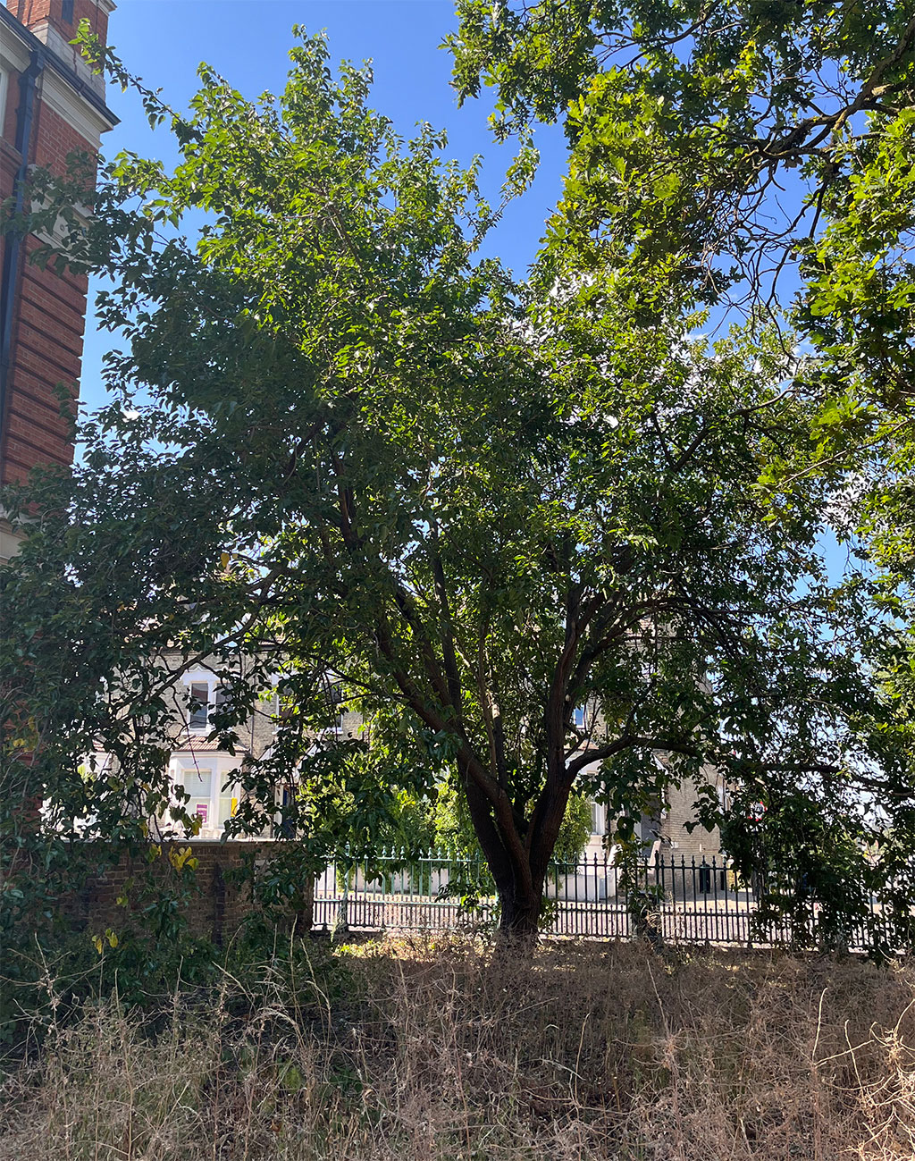 Mulberry tree planted by Wandsworth Society 1985