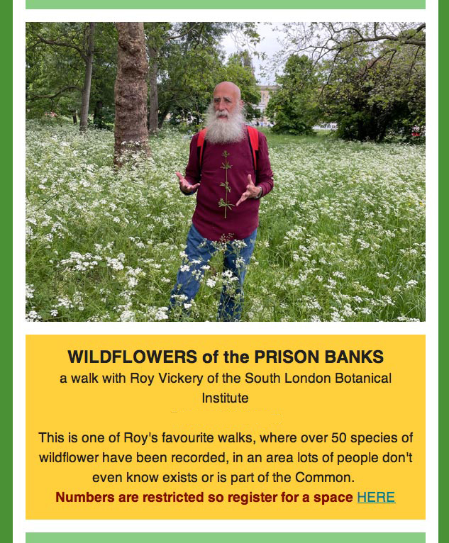 Roy Vickery of the South London Botanical Institute leading a wildflower walk on the Prison Banks, Wandsworth Common, June 2023