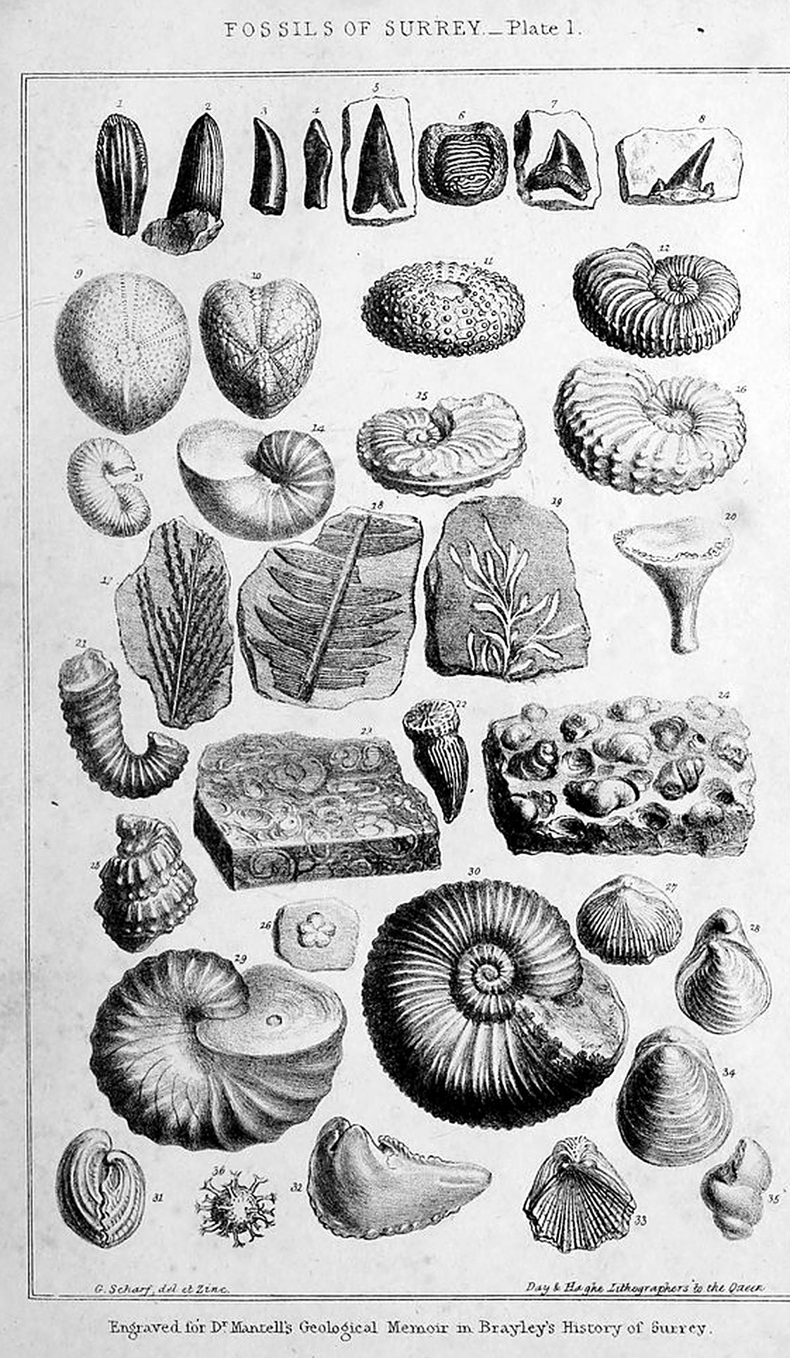 Fossils of Surrey, Plate 1 (Mantell, in Brayley, History of Surrey, vol. I)