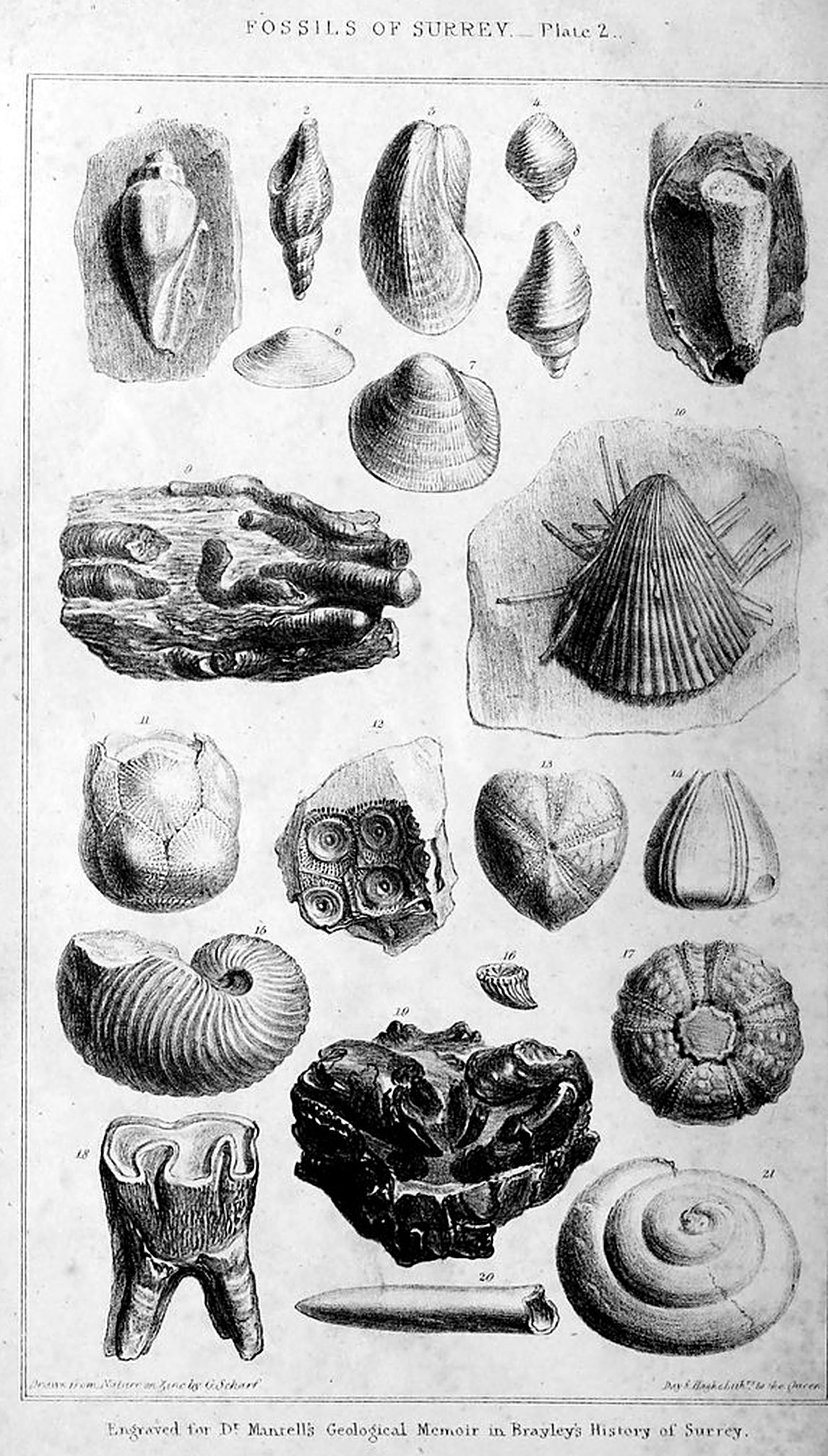 Fossils of Surrey, Plate 2 (Mantell, in Brayley, History of Surrey, vol. I)