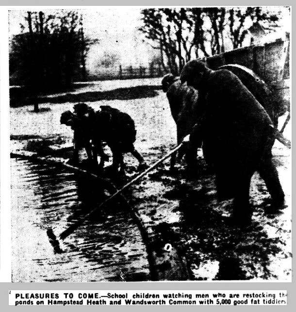 Reynolds's Newspaper: restocking the ponds, 9 February 1930