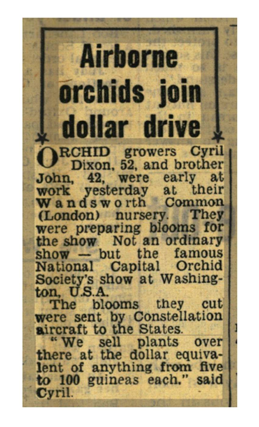 Daily Mirror, 24 October 1949: Airborne orchids join dollar drive